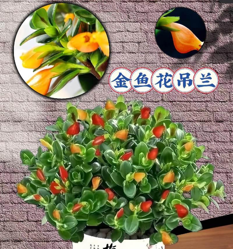 四季花卉有哪些寓意？如何根据季节选择寓意花卉？