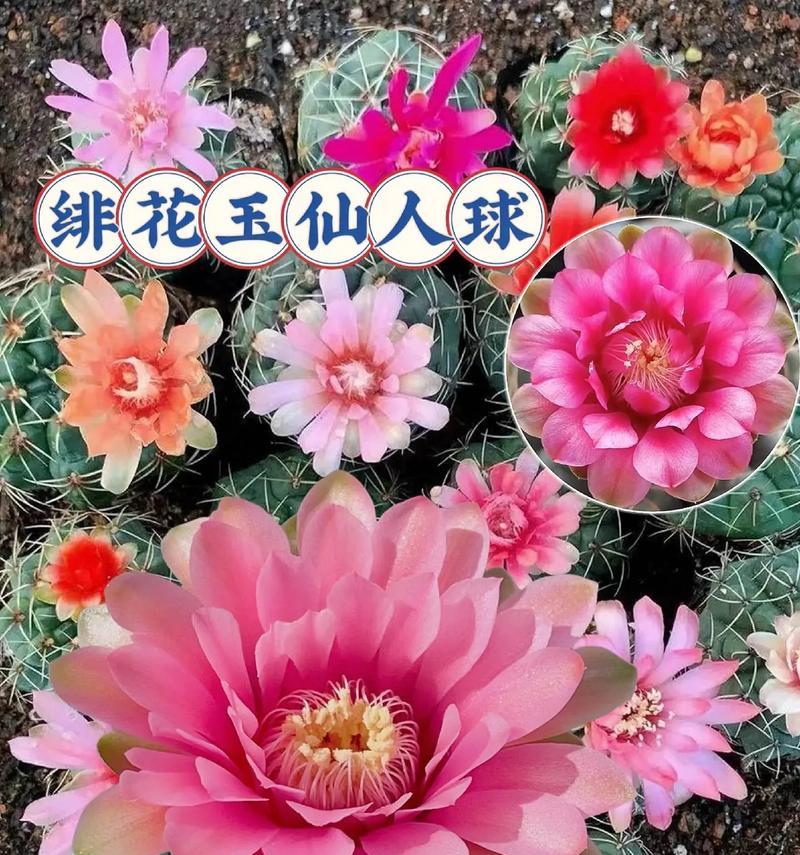 四季花卉有哪些寓意？如何根据季节选择寓意花卉？