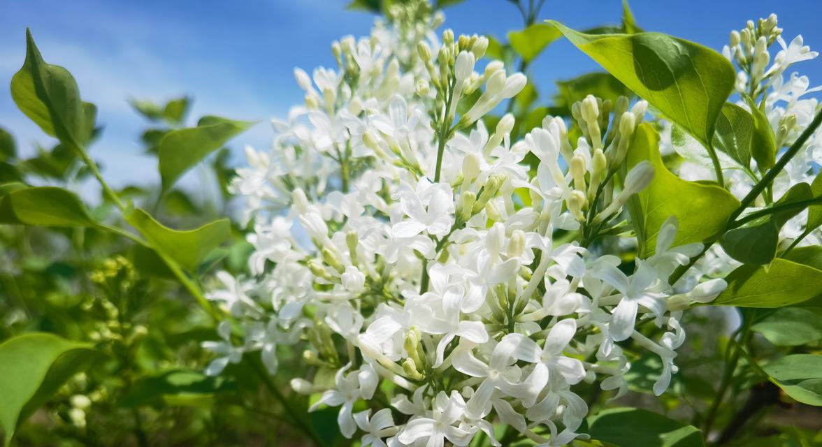 白色花的含义是什么？不同白色花的象征意义有哪些？
