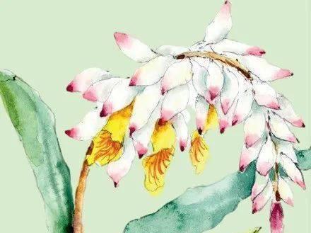 豆蔻花在文化中象征着什么？