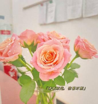 粉色猫爪花的花语是什么？粉色猫爪代表的含义是什么？