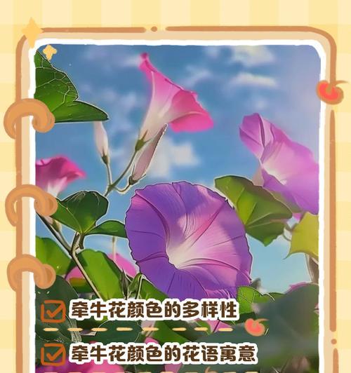 牵牛花的传说是什么？牵牛花寓意有何特别之处？