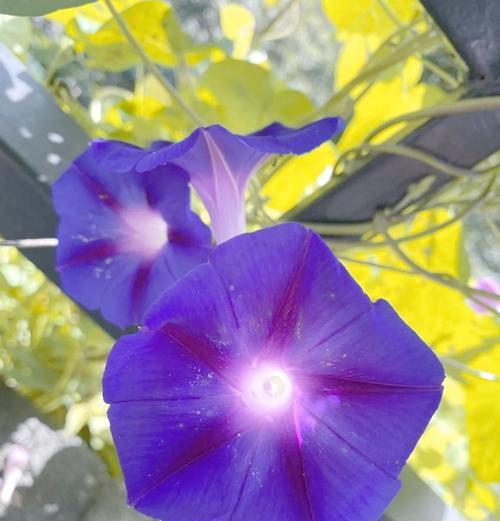 牵牛花的传说是什么？牵牛花寓意有何特别之处？
