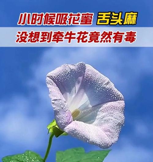 牵牛花的传说是什么？牵牛花寓意有何特别之处？