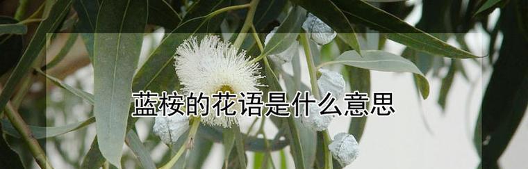 花语庆生是什么意思？如何用花语表达生日祝福？