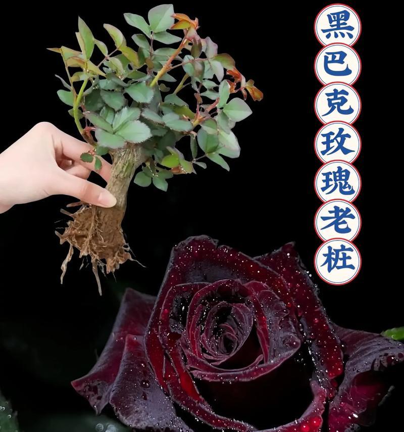 黑色的花通常代表什么含义？寓意有哪些？