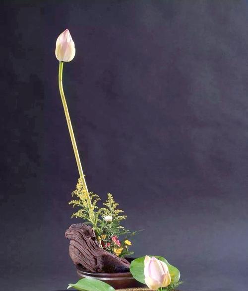 盘花的寓意是什么？适合哪些场合使用？