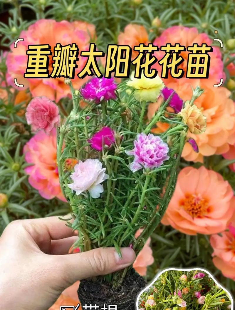 太阳花在爱情中代表什么？
