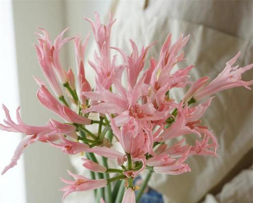 白色石蒜花的寓意是什么？