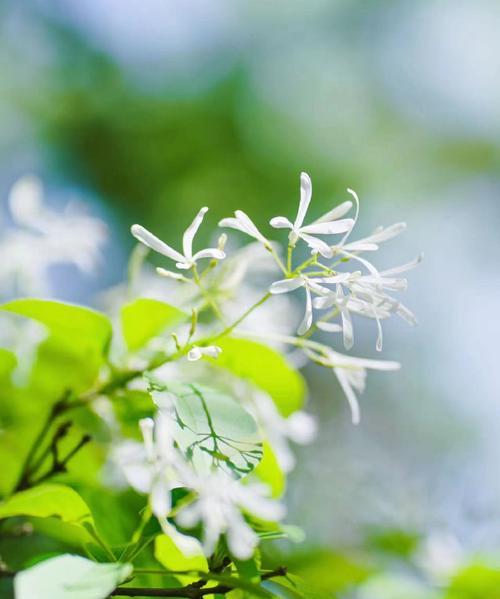 绿色大树象征哪种花？