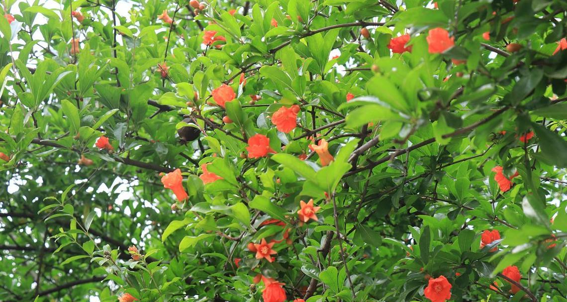 绿色大树象征哪种花？