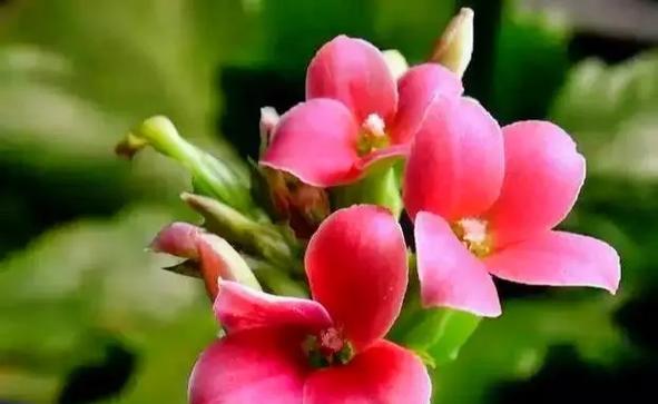 福贵长寿花的寓意是什么？长寿花的花语有哪些？