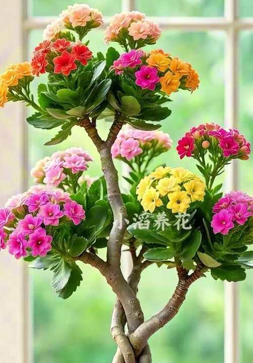 福贵长寿花的寓意是什么？长寿花的花语有哪些？