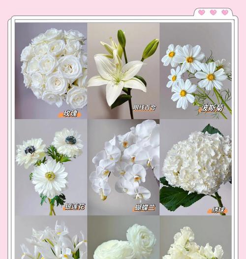 玫瑰节适合送哪些寓意吉祥的花？