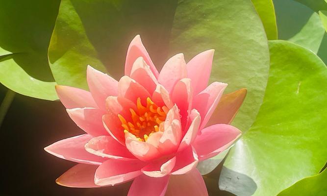 粉色假花通常象征着什么？
