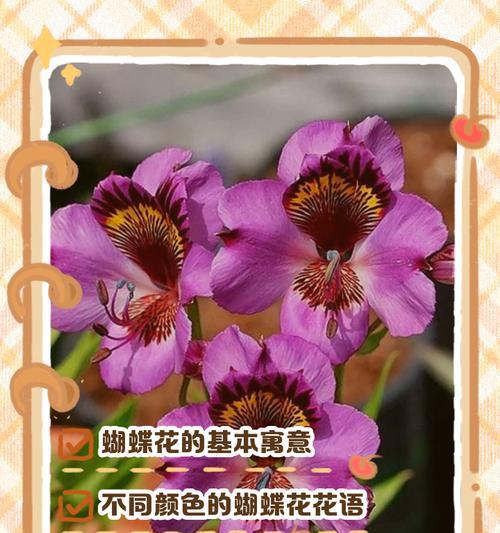 清明节送丈母娘什么花？花的寓意是什么？