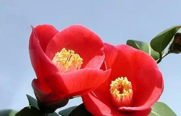 清明节送丈母娘什么花？花的寓意是什么？