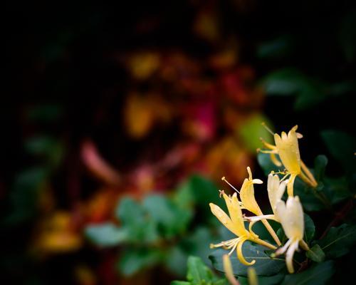 哪种花象征纯洁爱情？青涩爱情的花语是什么？