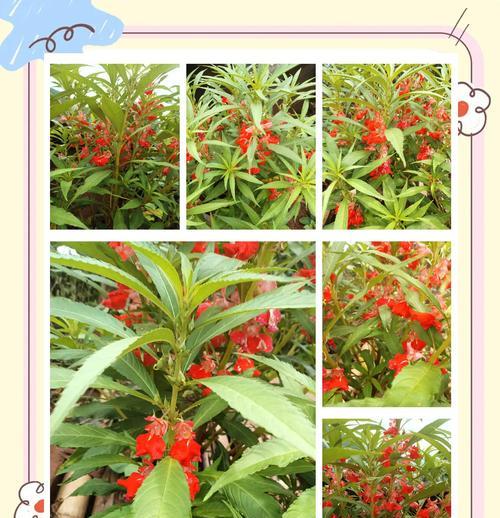 哪些花朵寓意爱情甜蜜？它们的象征意义是什么？