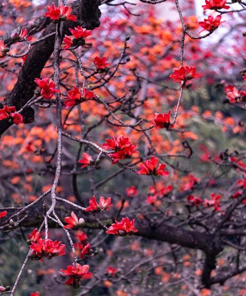 新季节的花语言是什么？如何理解它们的含义？
