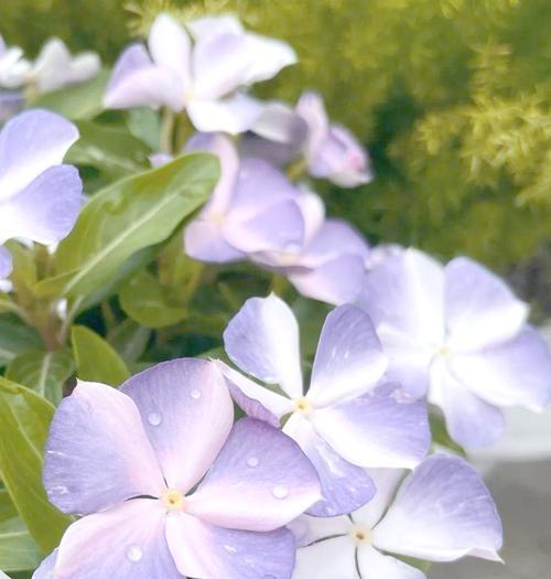 新季节的花语言是什么？如何理解它们的含义？