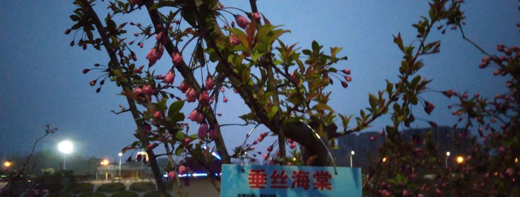 新季节的花语言是什么？如何理解它们的含义？