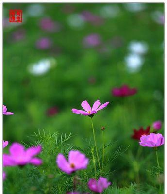 八瓣花代表好运幸福吗？