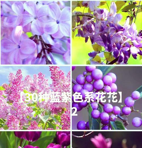 紫色寓意婚礼的花有哪些？