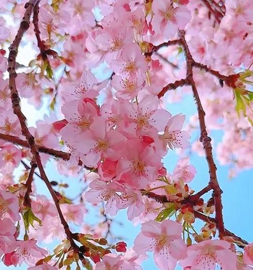 春天的花含义和特色是什么？春天花卉的象征意义有哪些？