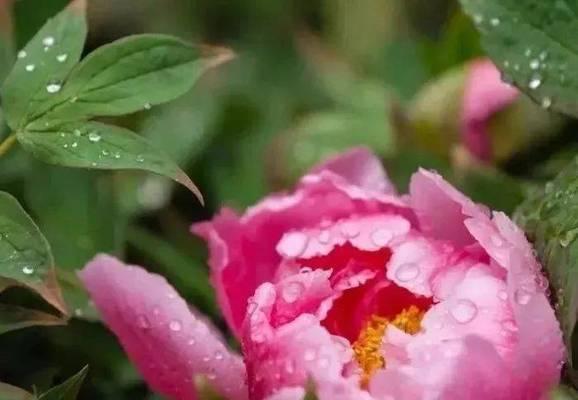 哪种花象征着气节？气节寓意的花有哪些？
