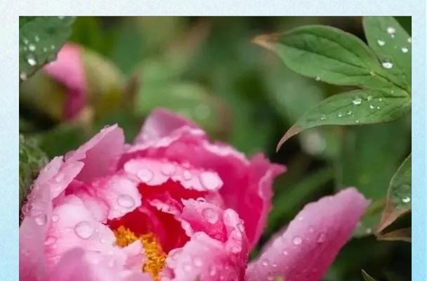 哪种花象征着气节？气节寓意的花有哪些？