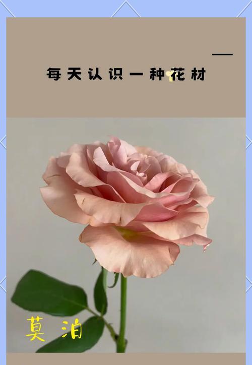 不同色系玫瑰花的寓意分别是什么？