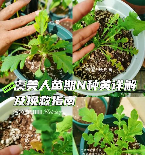 黄色虞美人花的寓意是什么？黄色虞美人花代表什么？