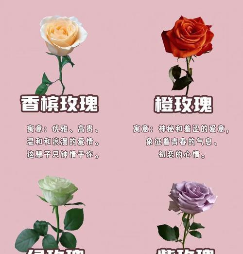 黄色虞美人花的寓意是什么？黄色虞美人花代表什么？