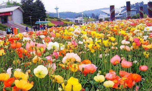 黄色虞美人花的寓意是什么？黄色虞美人花代表什么？
