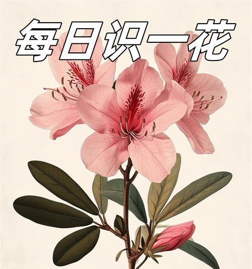 一花两色的寓意和象征是什么？