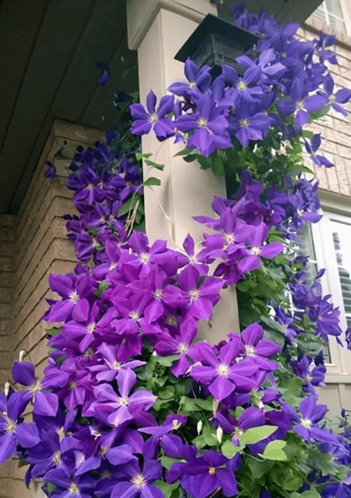 紫色花代表什么？紫色花有哪些高贵浪漫的寓意？