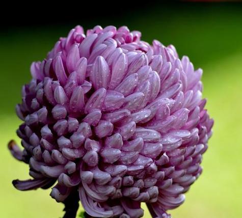 紫色花有哪些好的寓意？紫色花象征着什么？