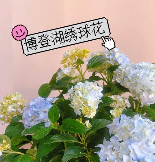 绣球花颜色不同代表什么？各颜色绣球花的含义是什么？