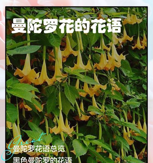 彩色的花代表什么？不同颜色的花有哪些特别含义？