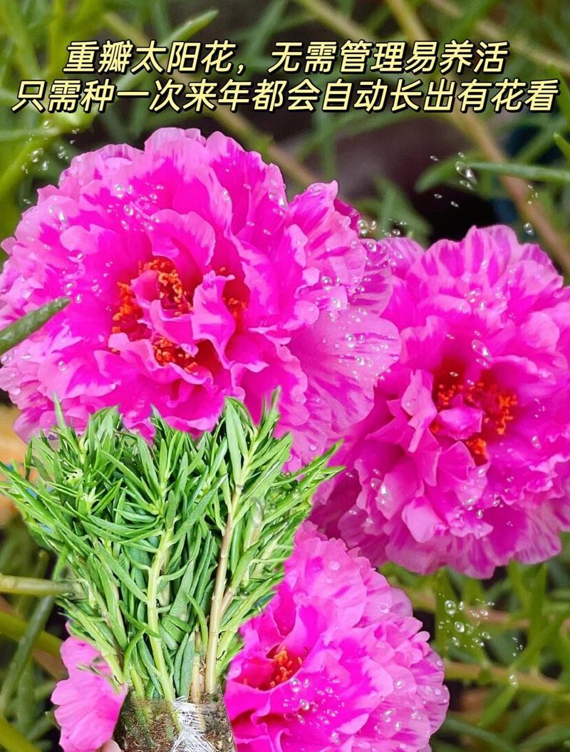 彩色的花代表什么？不同颜色的花有哪些特别含义？