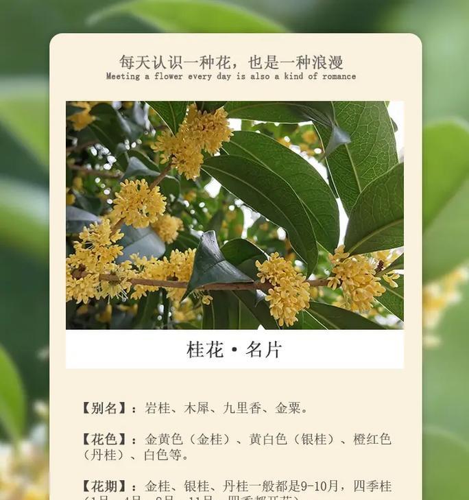 花语与季节有何关联？不同季节的花语代表什么？