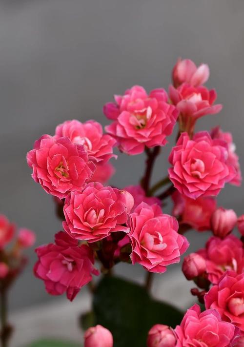 长寿花的花语是什么？最美的长寿花寓意有哪些？