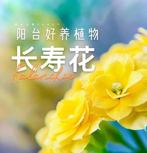 长寿花的花语是什么？最美的长寿花寓意有哪些？