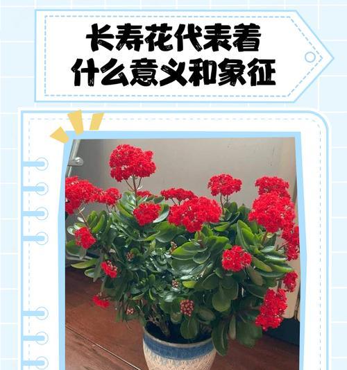长寿花的花语是什么？最美的长寿花寓意有哪些？