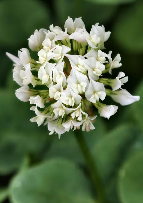 白色花的寓意是什么？在什么场合适合佩戴白色花？