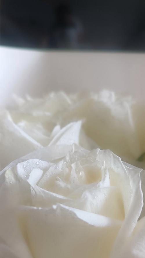 白色花的寓意是什么？在什么场合适合佩戴白色花？
