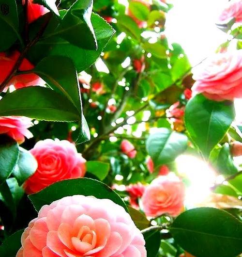 春天有哪些花象征吉祥？春天吉祥花的寓意是什么？