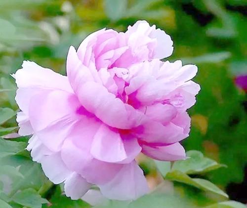富贵象征花有哪些？哪种花最显富贵？