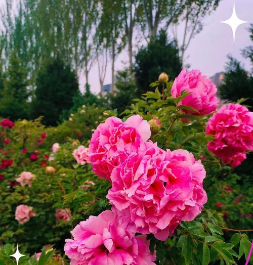 富贵象征花有哪些？哪种花最显富贵？